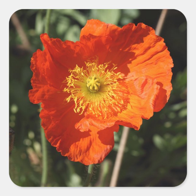 Adesivo Quadrado Welsh Poppy (Laranja) (Frente)