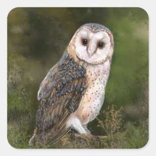 Adesivo Quadrado Western Barn Owl - Imigração de Pintura de Cores d