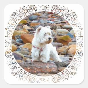 Adesivo Quadrado Westie on the Rocks