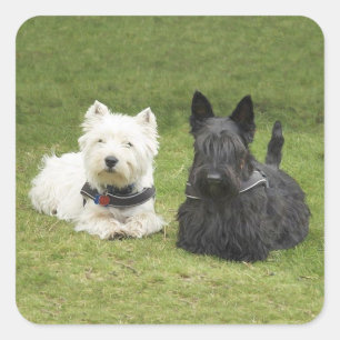 Adesivo Quadrado Westie & Scottie Green Grass
