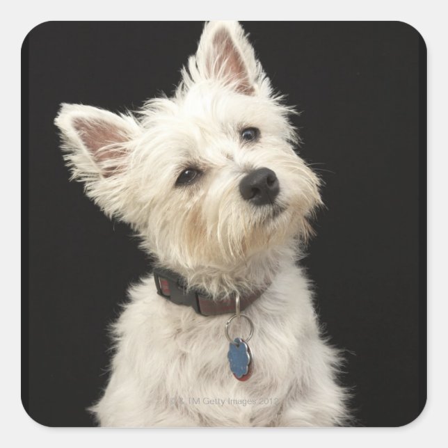Adesivo Quadrado Westie (West Highland terrier) com coleira (Frente)