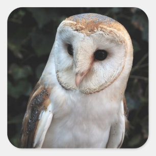 Adesivo Quadrado White Barn Owl