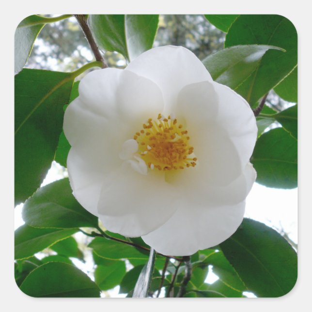 Adesivo Quadrado White Camellia (Frente)