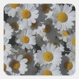 Adesivo Quadrado White Daisies