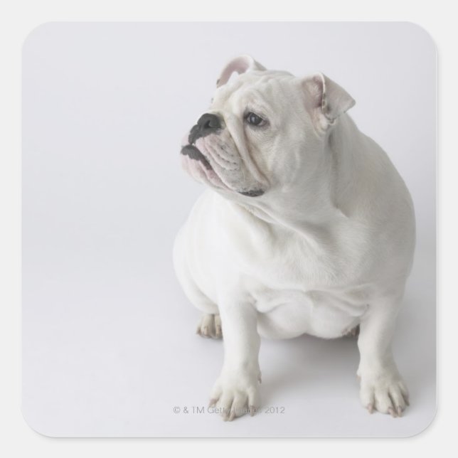 Adesivo Quadrado White English Buldogue (Frente)