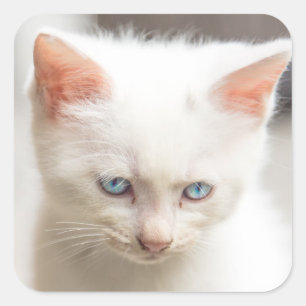 Adesivo Quadrado White Kitten