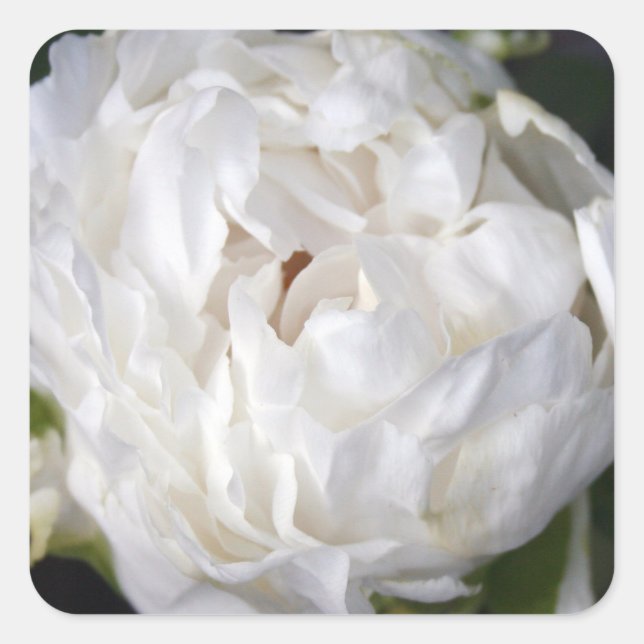Adesivo Quadrado White Peony Floral Photoshop Square Sticker (Frente)