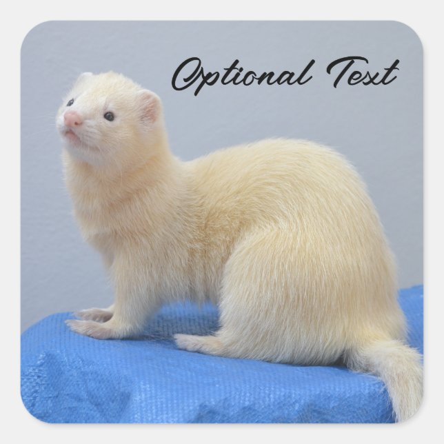 Adesivo Quadrado White Pet Ferret Personalizado (Frente)