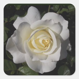 Adesivo Quadrado White Rose Sticker