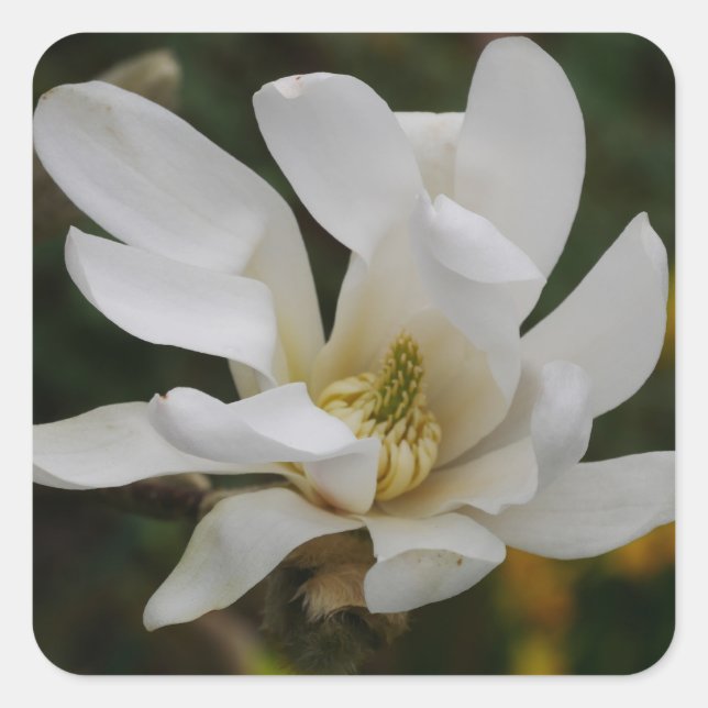Adesivo Quadrado White Star Magnolia Sticker (Frente)
