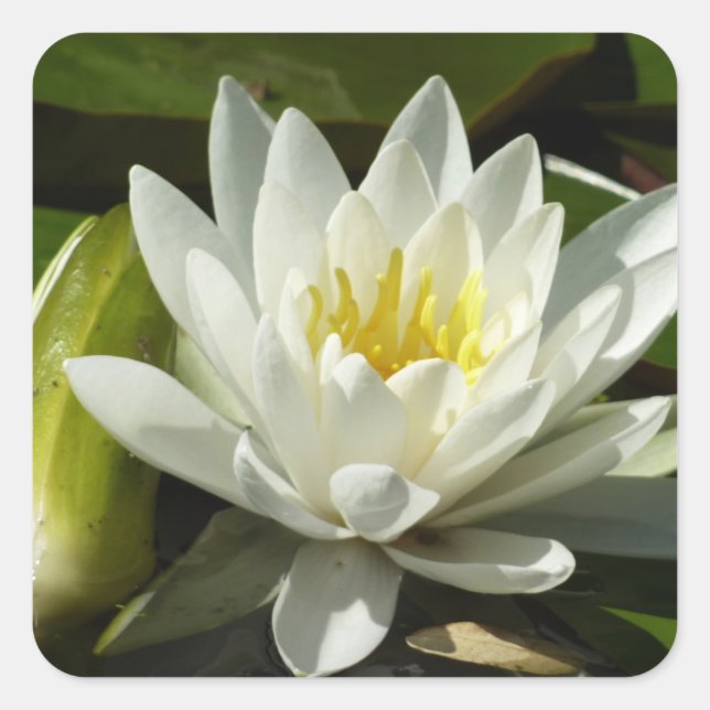 Adesivo Quadrado White Waterlily e Bud Floral (Frente)