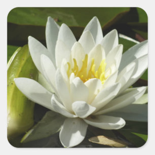 Adesivo Quadrado White Waterlily e Bud Floral