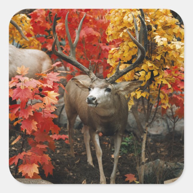 Adesivo Quadrado Whitetail In Autumn (Frente)