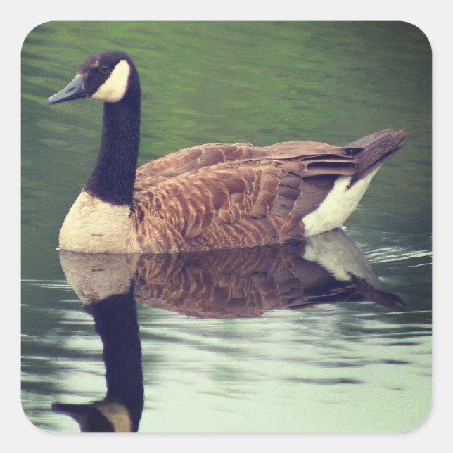 Adesivo Quadrado Wild Canada Goose Nature (Frente)