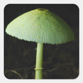 Adesivo Quadrado Wild Mushroom Photo 