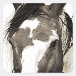Adesivo Quadrado Wild Mustang Paint Horse Stallion Picasso Stickers