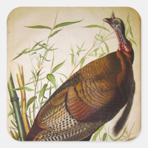 Adesivo Quadrado Wild Turkey, John James Audubon