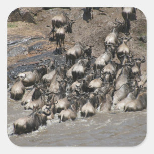 Adesivo Quadrado wildebeest de kenya