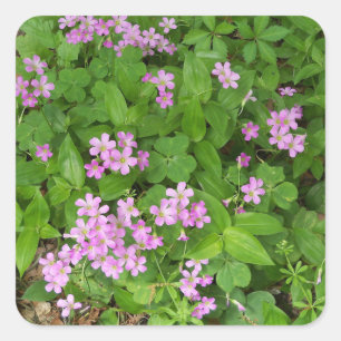 Adesivo Quadrado Wildflowers cor-de-rosa delicados do primavera