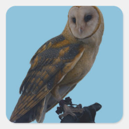 Adesivo Quadrado Wildlife Barn Owl Photo