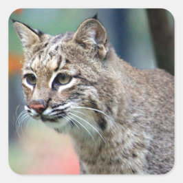 Adesivo Quadrado Wildlife Bobcat Photo