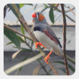 Adesivo Quadrado Wildlife Zebra Finch Foto