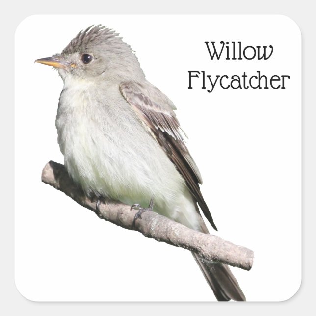 Adesivo Quadrado Willow Flycatcher (Frente)