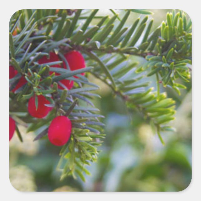 Adesivo Quadrado Winter Berry (Frente)