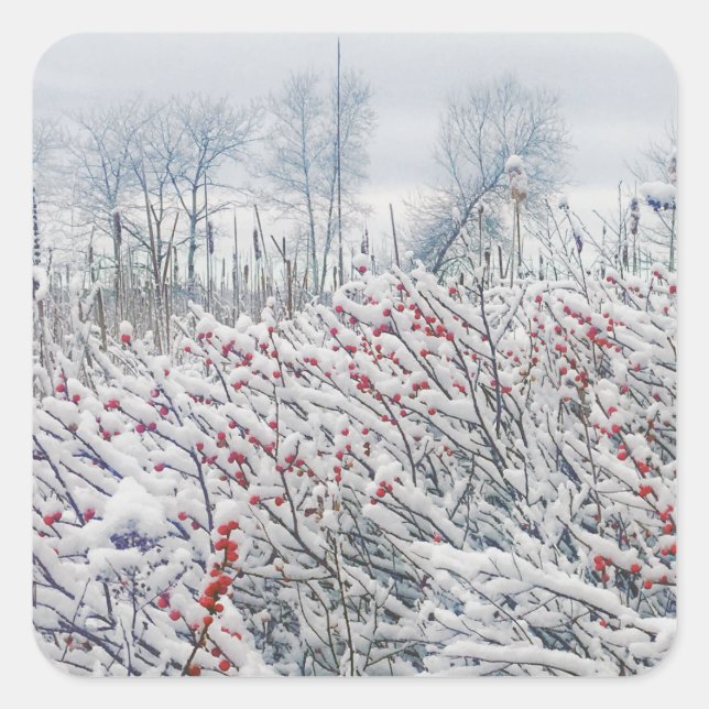 Adesivo Quadrado winterberry e cattails (Frente)