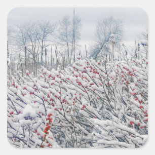 Adesivo Quadrado winterberry e cattails