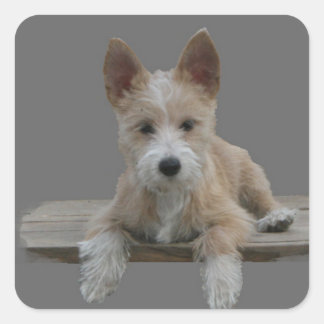 Adesivo Quadrado Wire Português Podengo Pequeno