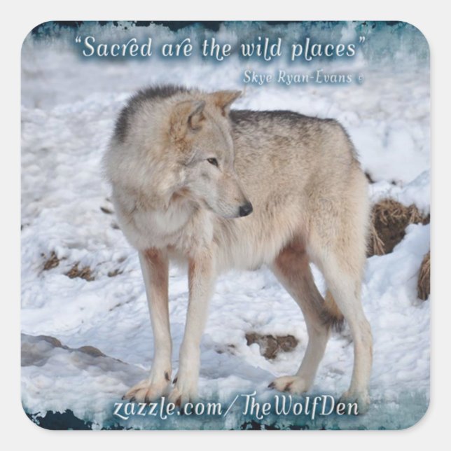 Adesivo Quadrado Wolf cinza em Winter Snow Wildlife Photo (Frente)
