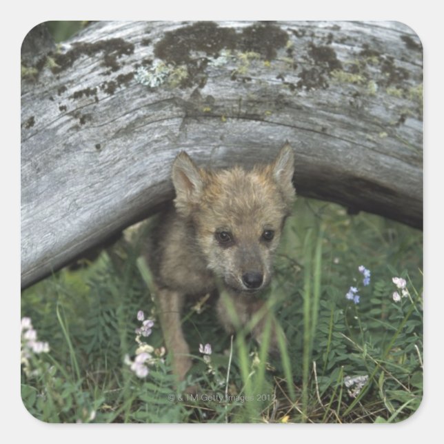 Adesivo Quadrado Wolf Puppy Em Log (Frente)