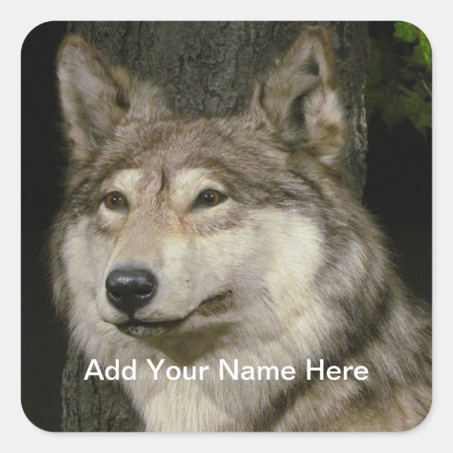 Adesivo Quadrado Wolf Sticker (Frente)