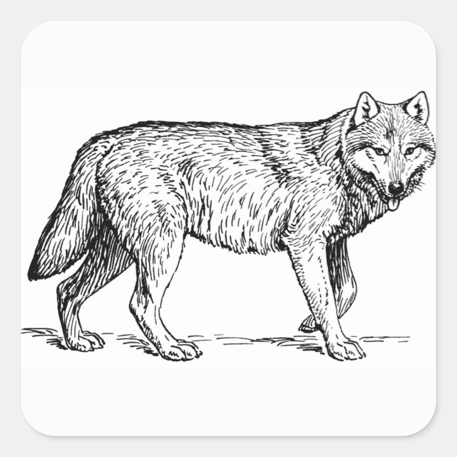 Adesivo Quadrado Wolf Stickers (Frente)