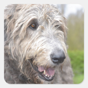 Adesivo Quadrado Wolfhound irlandês bonito