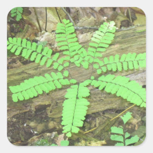 Adesivo Quadrado Woodsy Fern Sticker