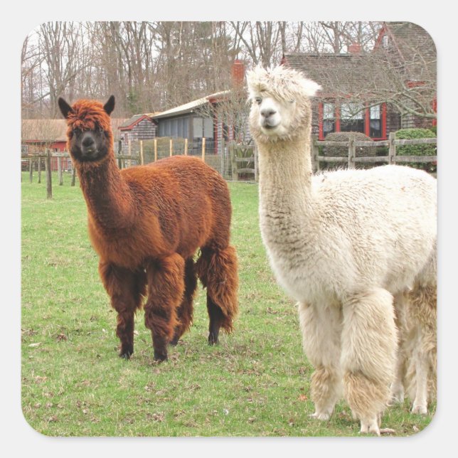 Adesivo Quadrado Wooly Alpacas ~ adesker (Frente)