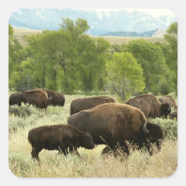 Adesivo Quadrado Wyoming Bison Nature (Frente)