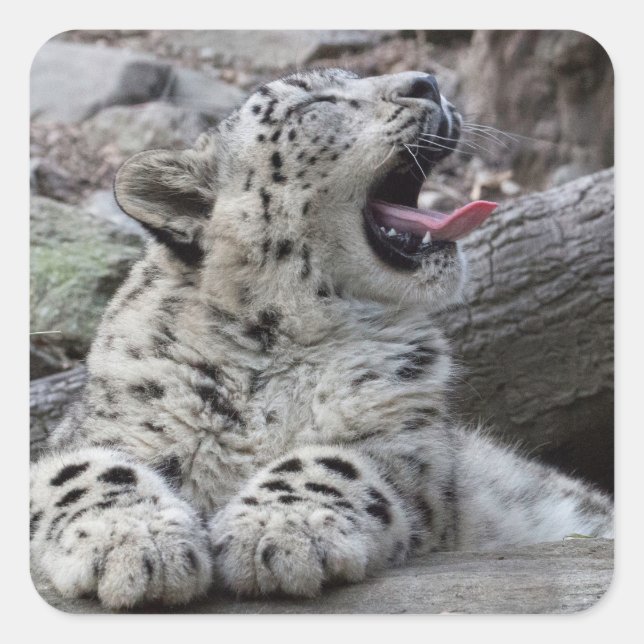 Adesivo Quadrado Yawning Snow Lepard Cub (Frente)
