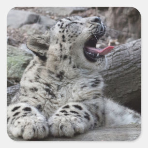 Adesivo Quadrado Yawning Snow Lepard Cub