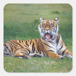 Adesivo Quadrado Yawning Tiger