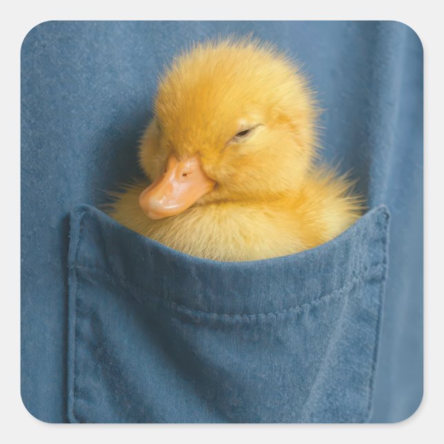Adesivo Quadrado Yellow Duckling In a T-shirt Pocket (Frente)