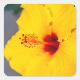 Adesivo Quadrado Yellow Hibiscus Close up