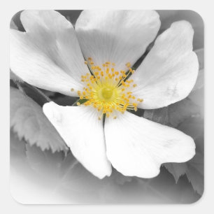 Adesivo Quadrado yellow on shades of gray