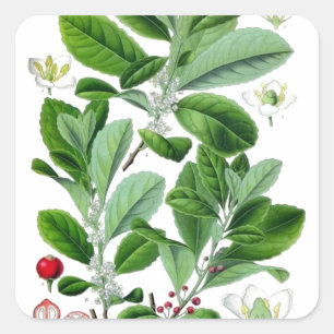 Adesivo Quadrado Yerba Mate