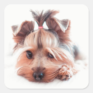 Adesivo Quadrado Yorkie Dog Square Stickers