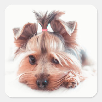Adesivo Quadrado Yorkie Dog Square Stickers