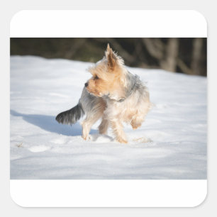 Adesivo Quadrado yorkie na neve