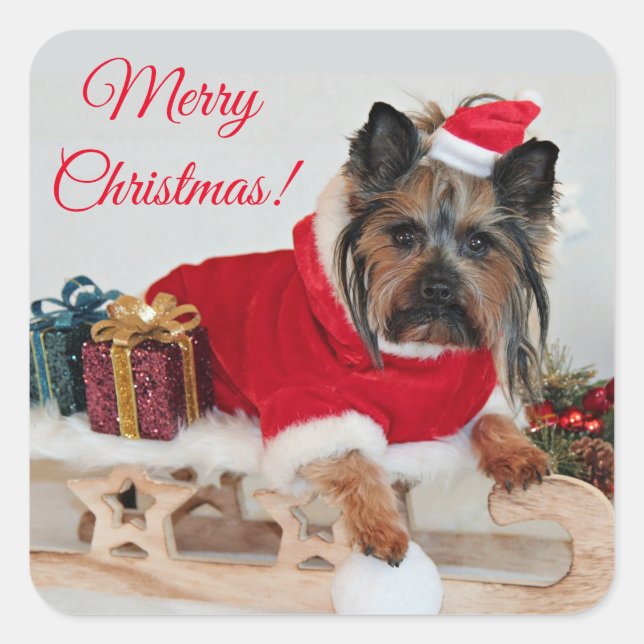Adesivo Quadrado Yorkie Yorkshire Terrier Dog - Natal Santa Hat (Frente)